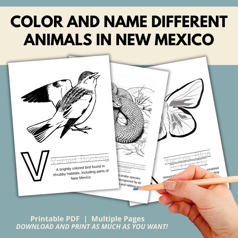 New Mexico ABCs Coloring Book