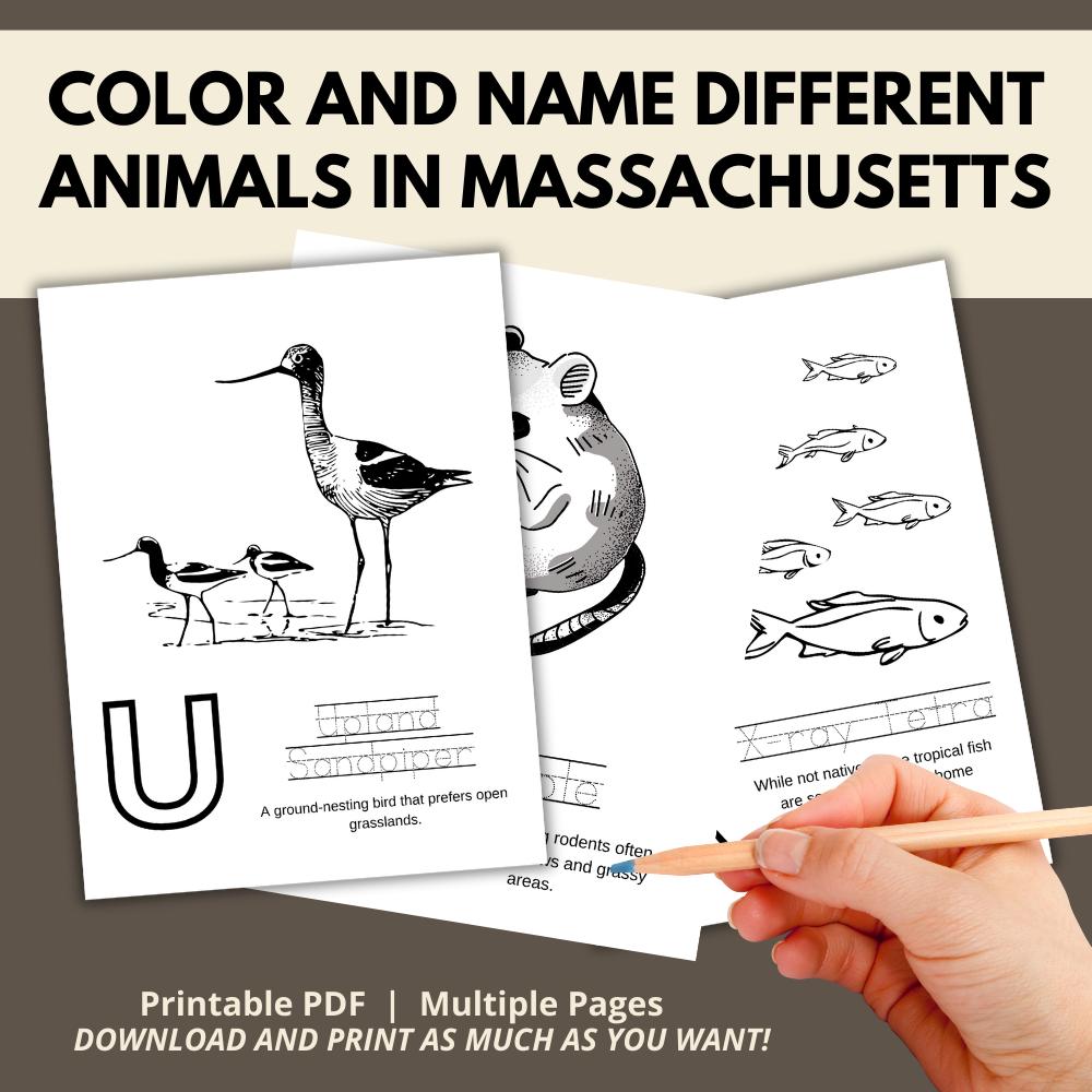 Massachusetts ABCs Coloring Book