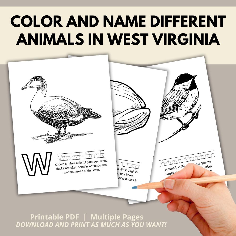 My West Virginia ABCs Coloring Book