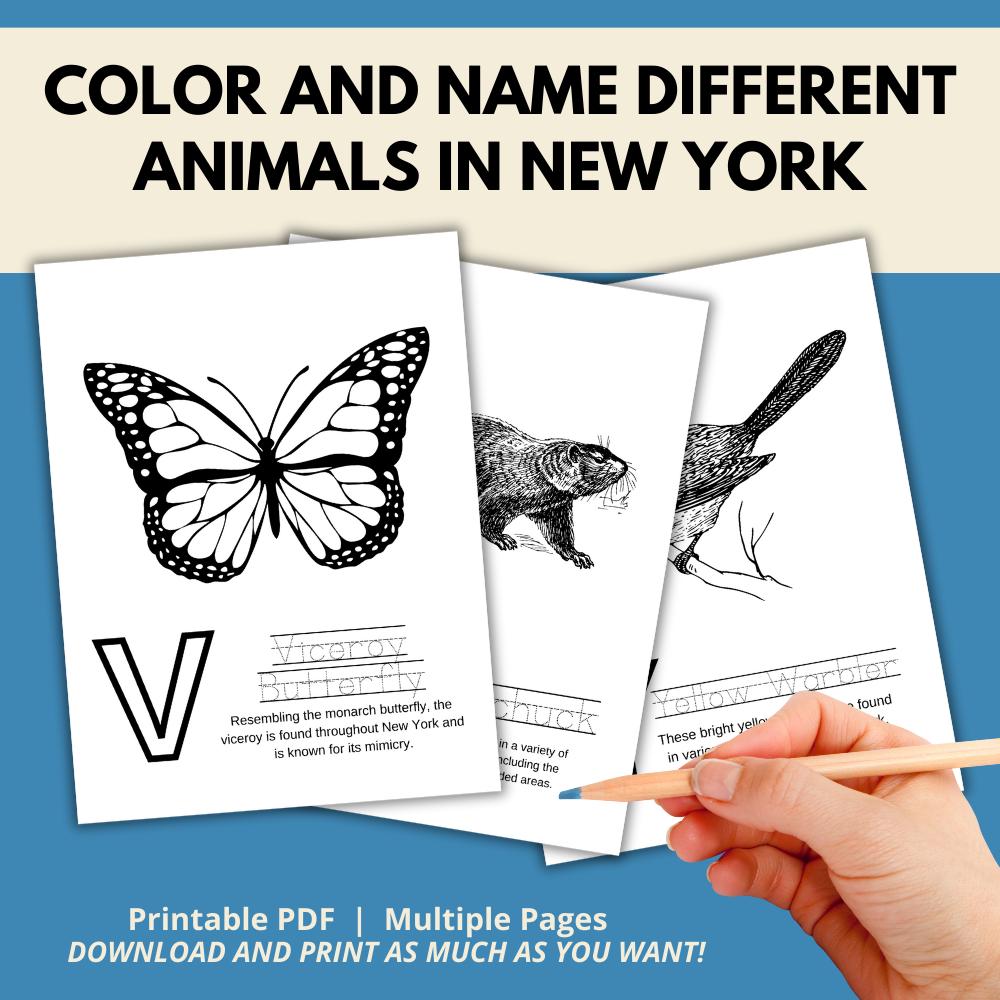 New York ABCs Coloring Book