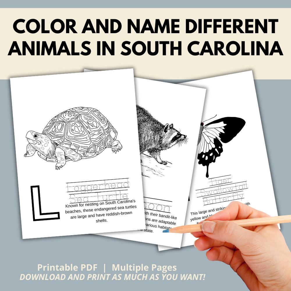 South Carolina ABCs Coloring Book